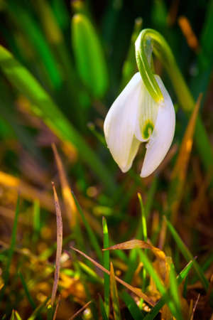 Snowdrops in spring garden. Macro view.