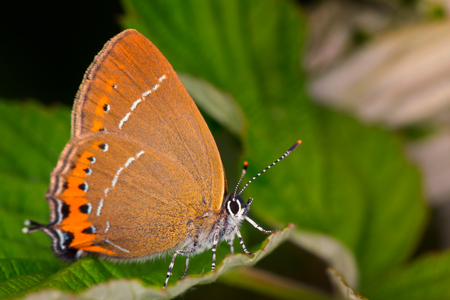 Hairstreak (Satyrium pruni) butterfly on a green leaf.の写真素材