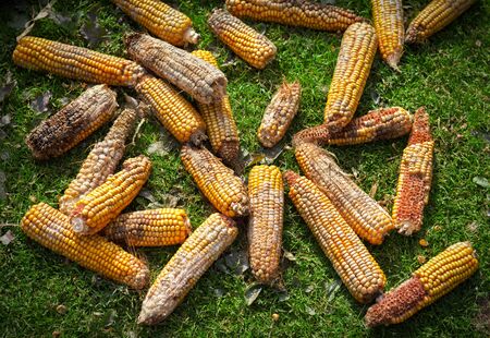 Destroyed corn in the grass.