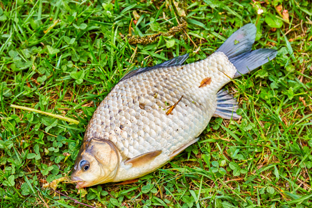 Raw fish Crucian Carp. Species : Carassius carassius.の写真素材