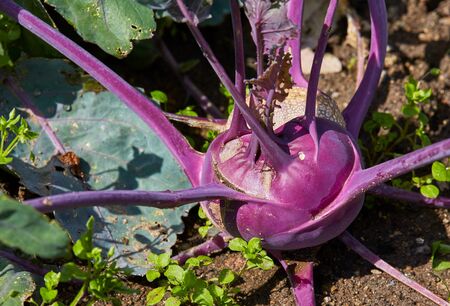 Detail view on a purple kohlrabi.の写真素材