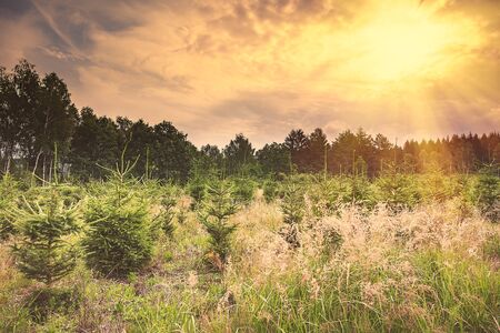 Forest restoration in the Sumava park. Czech republic.の写真素材