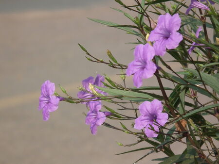 Flowerの写真素材