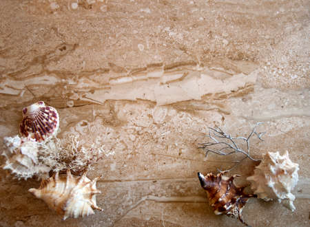 Seashells on a marble backgroundの写真素材