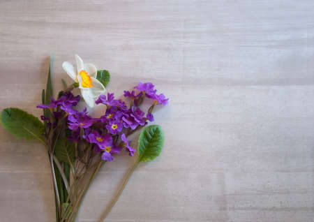 Purple daisies with a daffodil on a marble backgroundの写真素材