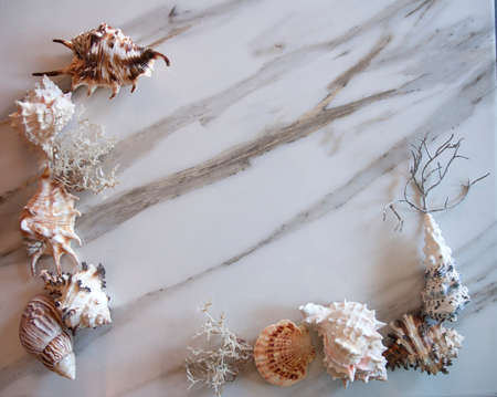 Shells on a marble background