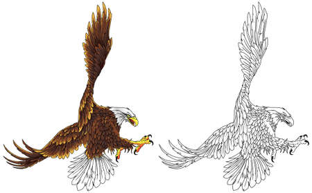 American bald eagle soaring with claws and outstretched wings.のイラスト素材