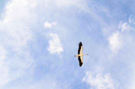 Stork flight on blue skyの写真素材