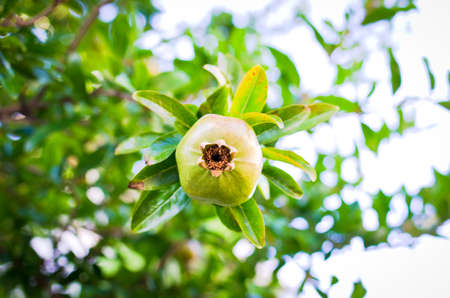 Grenade apple growing on gardenの写真素材