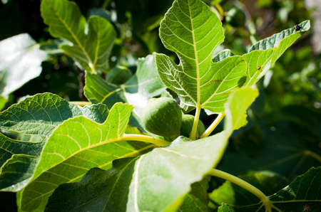 Figs growing on our gardenの写真素材