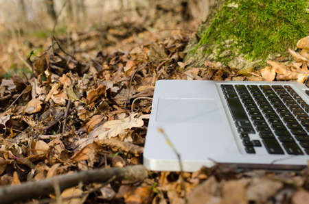 Working on laptop in forestの写真素材