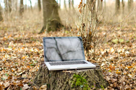 Working on laptop in forestの写真素材