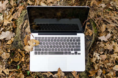 Working on laptop in forestの写真素材