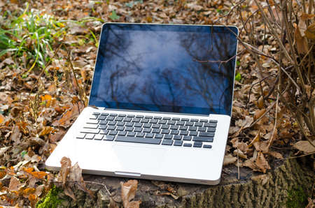 Working on laptop in forestの写真素材