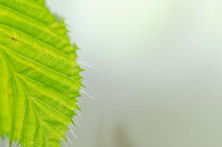 Leaf macro detail in forest