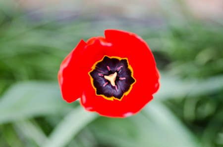 Flower detail in springの写真素材