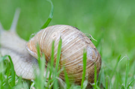 Snail macro detailの写真素材
