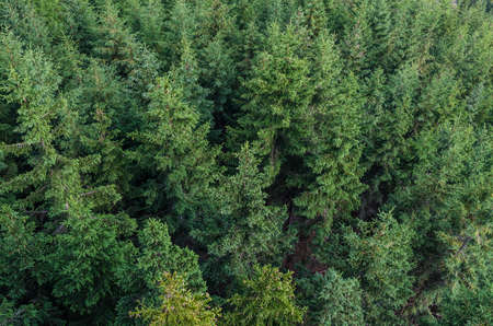 Conifer tree background textureの写真素材