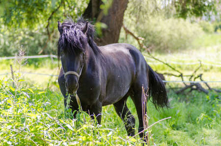 Horse feeding on gardenの写真素材