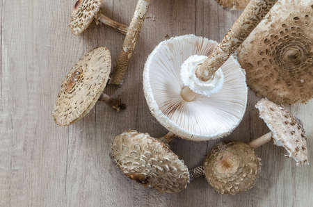 Mushrooms collected on wooden tableの写真素材
