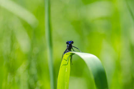 Dragonfly macro detailの写真素材