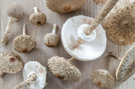 Mushrooms collected on wooden tableの写真素材