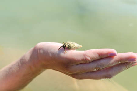 Hermit hidden in shell on the human handの写真素材