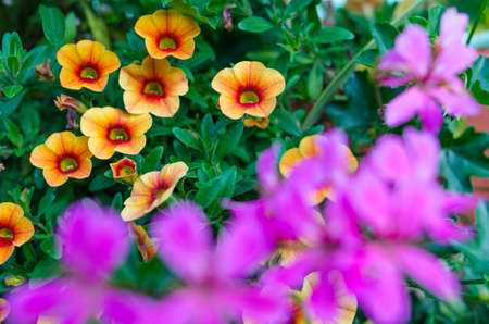 Orange and violet flower on gardenの写真素材
