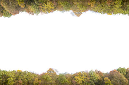 Isolated forest on white backgroundの写真素材