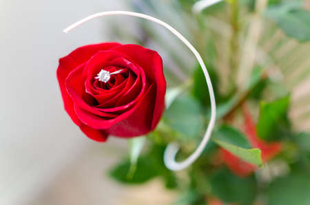 Red rose with silver ring macro detailの写真素材