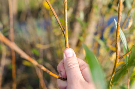 Holding willow in hand