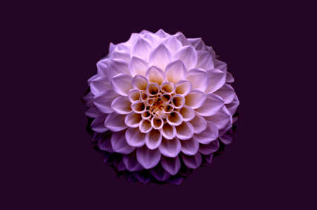 Violet dahlia flower detail isolatedの写真素材