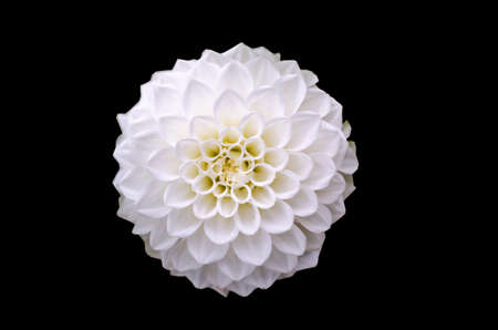 White dahlia flower detail isolatedの写真素材