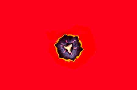 Flower detail with red background isolatedの写真素材