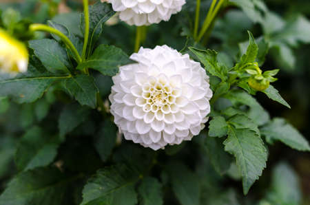 White dahlia flower detailの写真素材