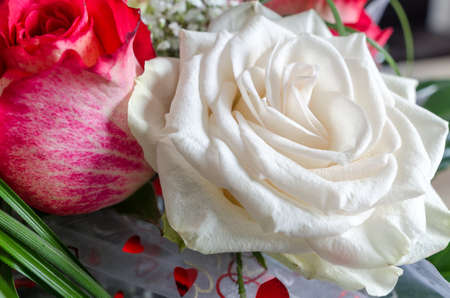 Roses on valentyne dayの写真素材