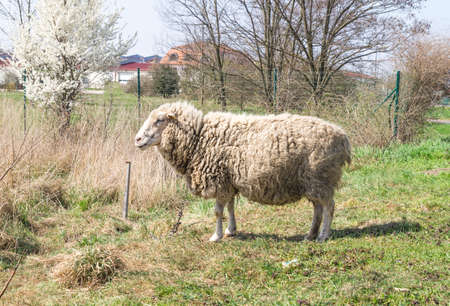 Sheep standing and feeding on grassの写真素材