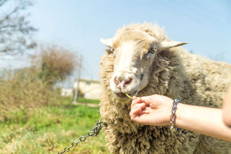 Sheep standing and feeding on grassの写真素材