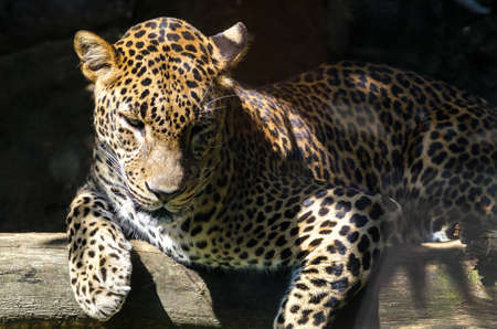 Leopard in Jihlava zoo, Czech republicの写真素材