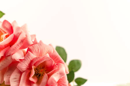 Pink roses on white background isolatedの写真素材