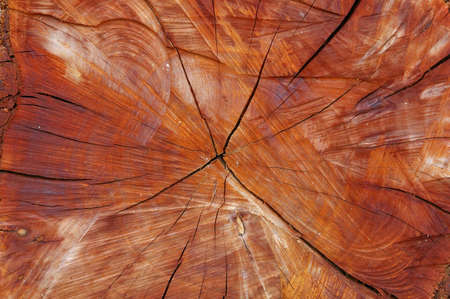Red Woodの写真素材