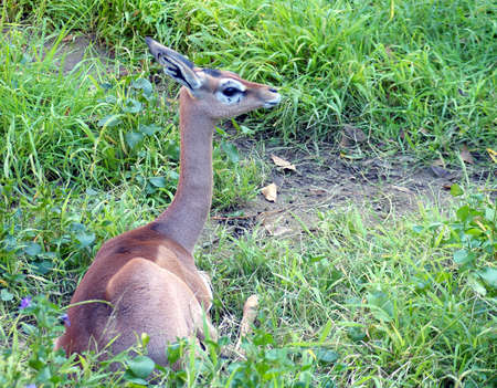 Gerenukの写真素材