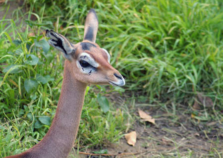 Young Gerenukの写真素材