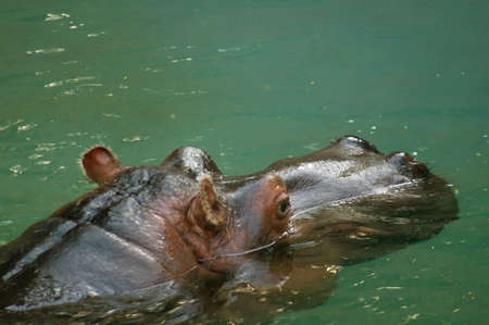 Hippopotamus