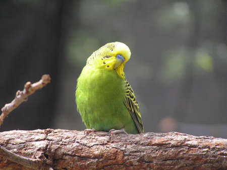 green and yellow parakeet on branch with head tilted