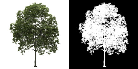 Tree on transparent picture background with clipping path, single tree with clipping path and alpha...