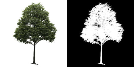 Tree on transparent picture background with clipping path, single tree with clipping path and alpha...