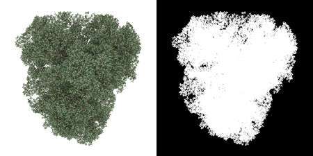 Top view of tree (Tilia) png with alpha channel to cutout 3D renderingの写真素材