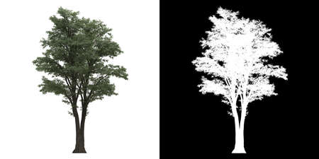 Front view of tree (Tilia) png with alpha channel to cutout 3D renderingの写真素材