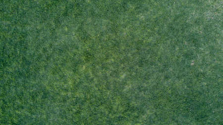 Green Grass Texture Made from 4K drone of real surface on the parkの写真素材